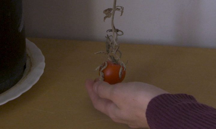 Curta Portuguesa no Festival Premiers Plans