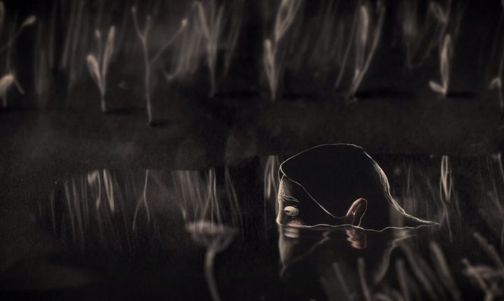 “Elo” ganha Quirino de Melhor Desenvolvimento Visual