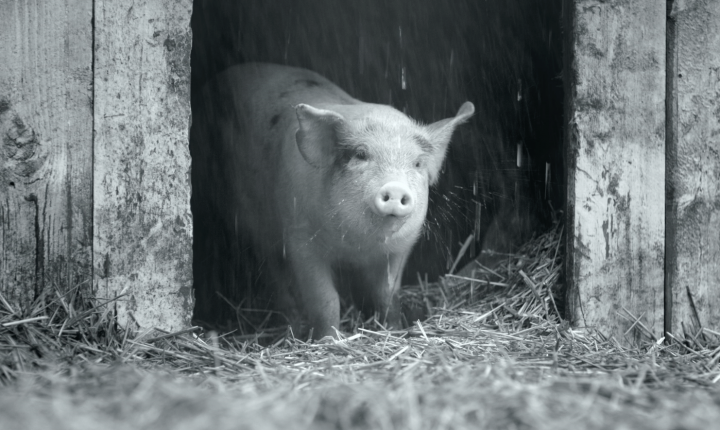 “Gunda” no Cinema Ideal até domingo