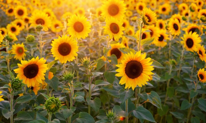 SoundFlower Fest em “edição especial de Natal”