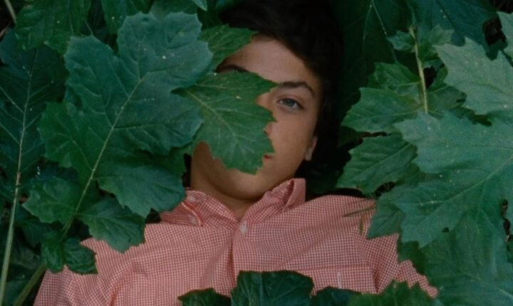 “A metamorfose dos pássaros” candidato a nomeção para o Óscar